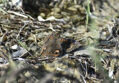 Junonia stemosa