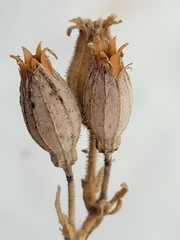 Silene noctiflora