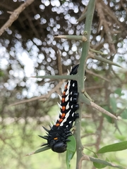 Bunaea alcinoe