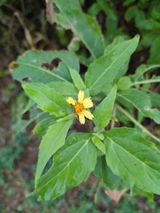 Wedelia calycina