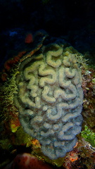 Mycetophyllia