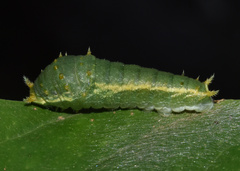 Papilio nireus lyaeus