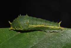 Papilio nireus lyaeus