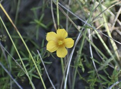 Linum alatum