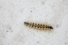 Acronicta major
