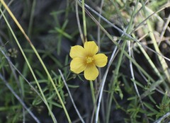 Linum alatum