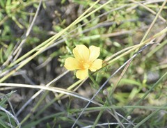 Linum alatum