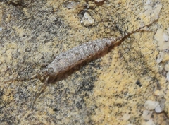 Machilinus rupestris