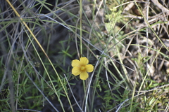 Linum alatum