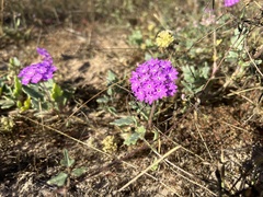 Abronia villosa