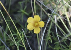 Linum alatum