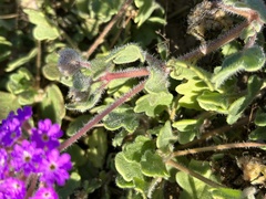 Abronia villosa