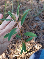 Croton argyranthemus