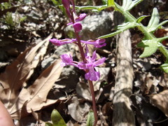 Orchis anatolica
