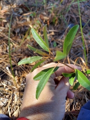 Croton argyranthemus