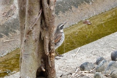 Turdus eunomus