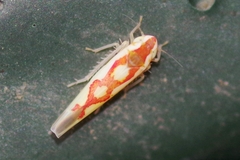 Zygina flammigera