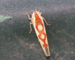 Zygina flammigera