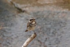 Turdus eunomus