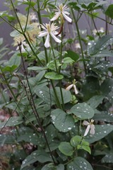Clematis recta