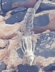 Atlantoxerus getulus