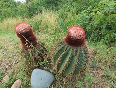 Melocactus intortus