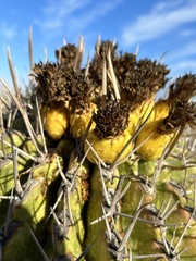 Ferocactus townsendianus