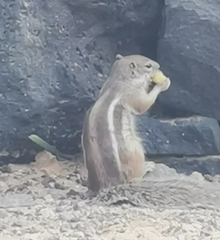 Atlantoxerus getulus