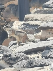 Atlantoxerus getulus