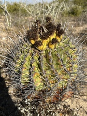 Ferocactus townsendianus