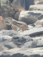 Atlantoxerus getulus