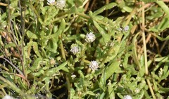 Blutaparon vermiculare