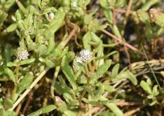 Blutaparon vermiculare