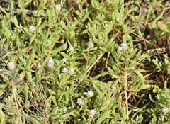 Blutaparon vermiculare