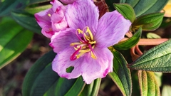 Melastoma