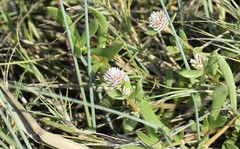 Blutaparon vermiculare
