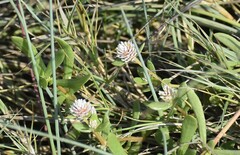 Blutaparon vermiculare