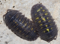 Armadillidium granulatum
