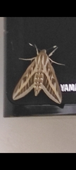Hyles livornica
