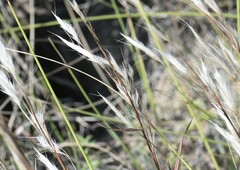 Schizachyrium littorale