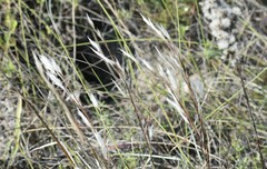 Schizachyrium littorale