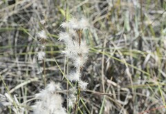 Schizachyrium littorale