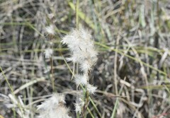 Schizachyrium littorale
