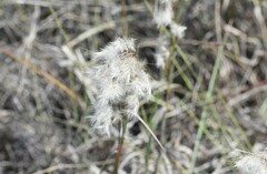 Schizachyrium littorale