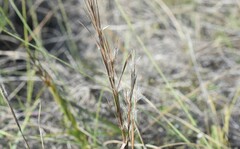 Schizachyrium littorale