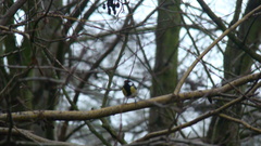 Parus major