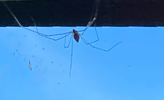 Crossopriza