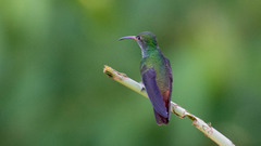 Amazilia tzacatl