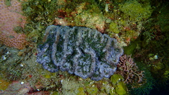 Mycetophyllia