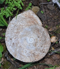 Iberus gualtieranus gualtieranus